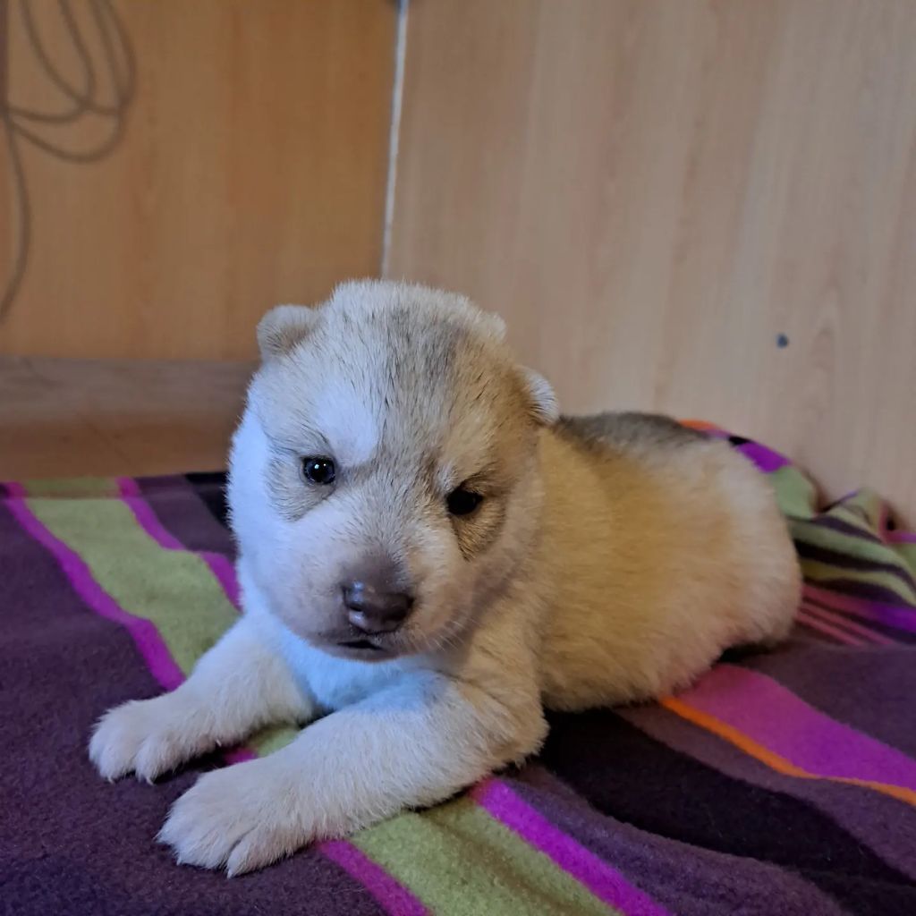 Of Wolves Children Of The Moon - Chiot disponible  - Siberian Husky