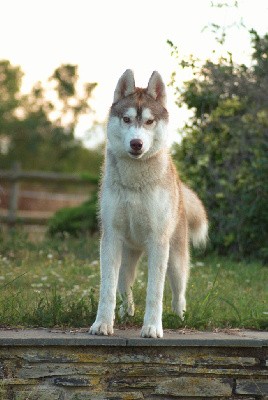 CHIOT sable foncé 