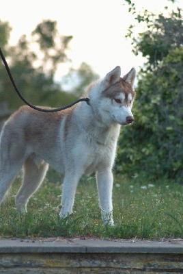 CHIOT sable foncé 