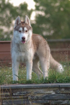 CHIOT sable foncé 