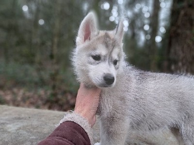 CHIOT, collier rouge