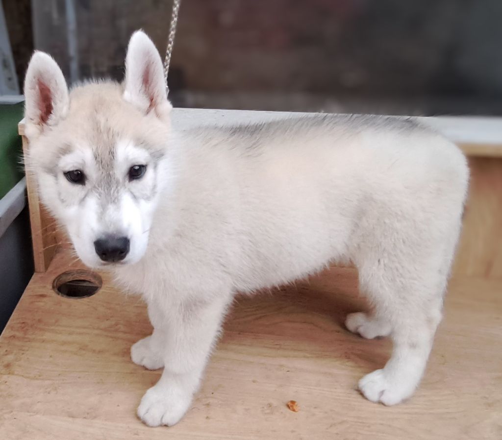 Of Wolves Children Of The Moon - Chiot disponible  - Siberian Husky