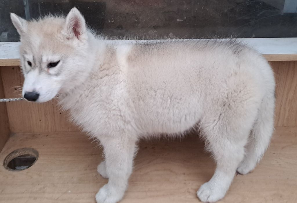 Of Wolves Children Of The Moon - Chiot disponible  - Siberian Husky