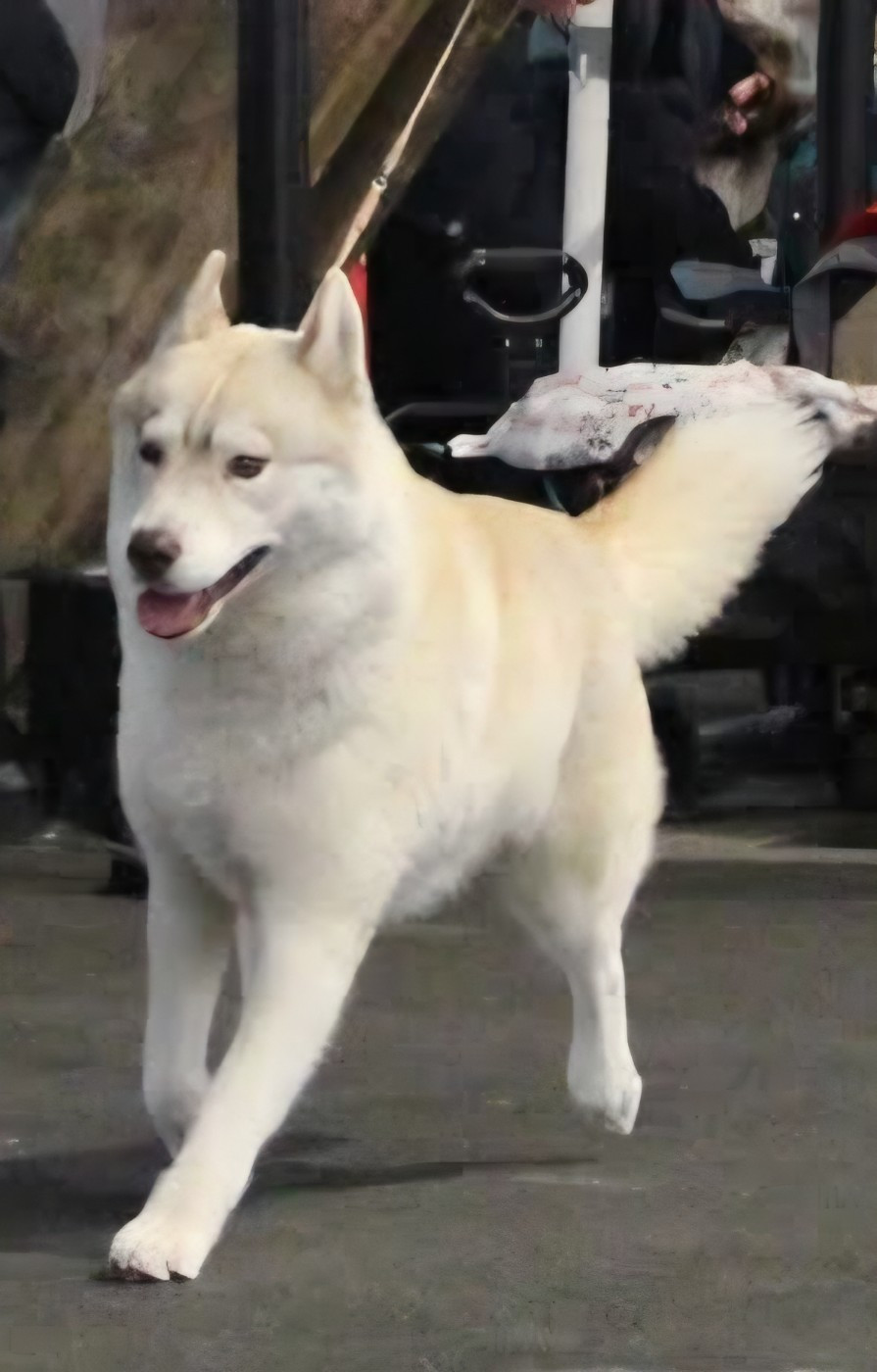 Tessy Des Legendes Du Triskel