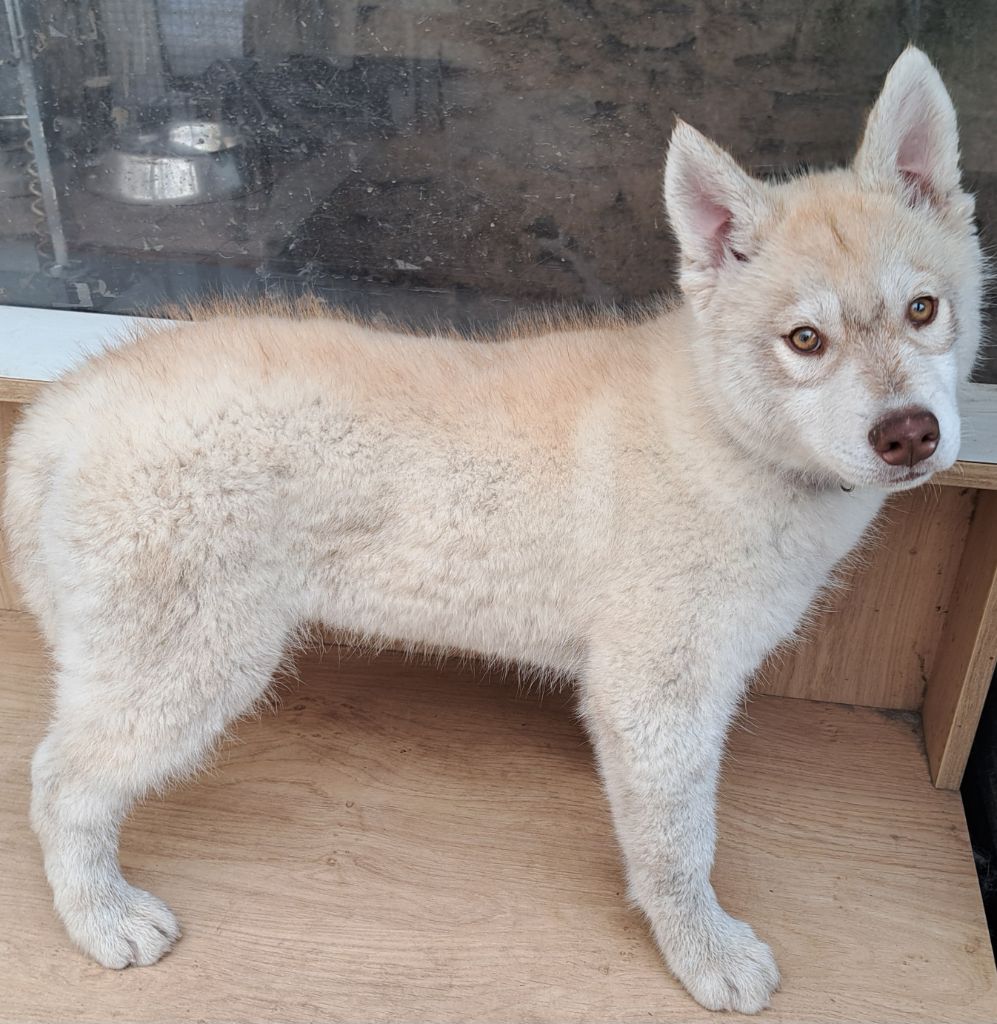 Of Wolves Children Of The Moon - Chiots disponibles - Siberian Husky