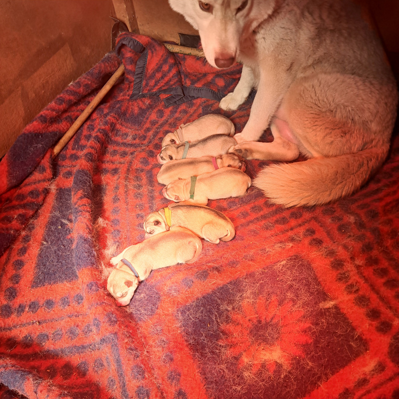 Chiot Siberian Husky Of Wolves Children Of The Moon