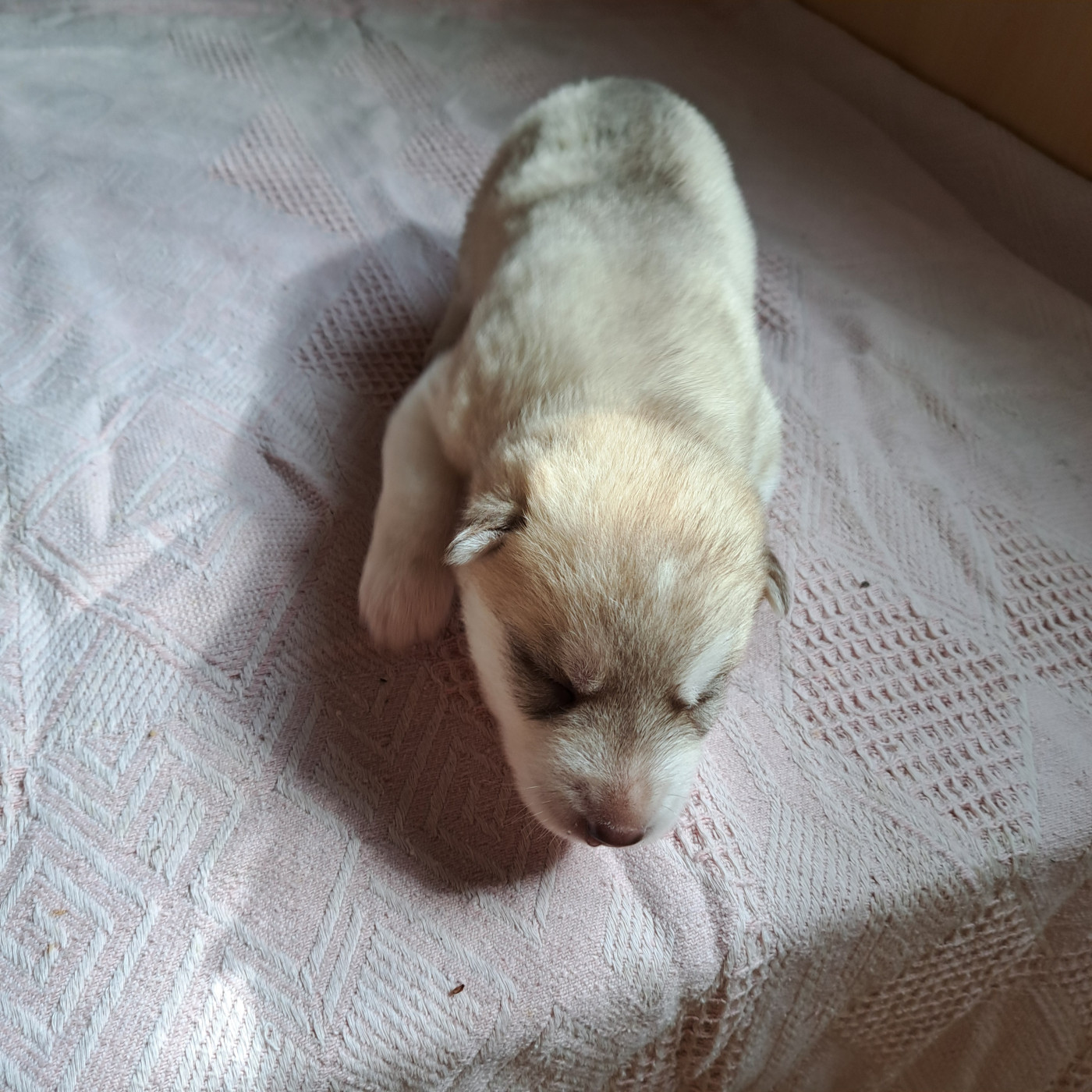 Of Wolves Children Of The Moon - Chiots disponibles - Siberian Husky