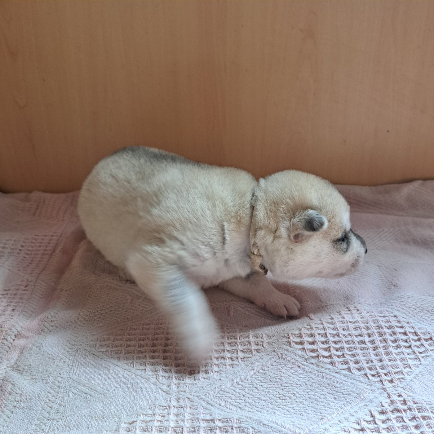 Of Wolves Children Of The Moon - Chiots disponibles - Siberian Husky