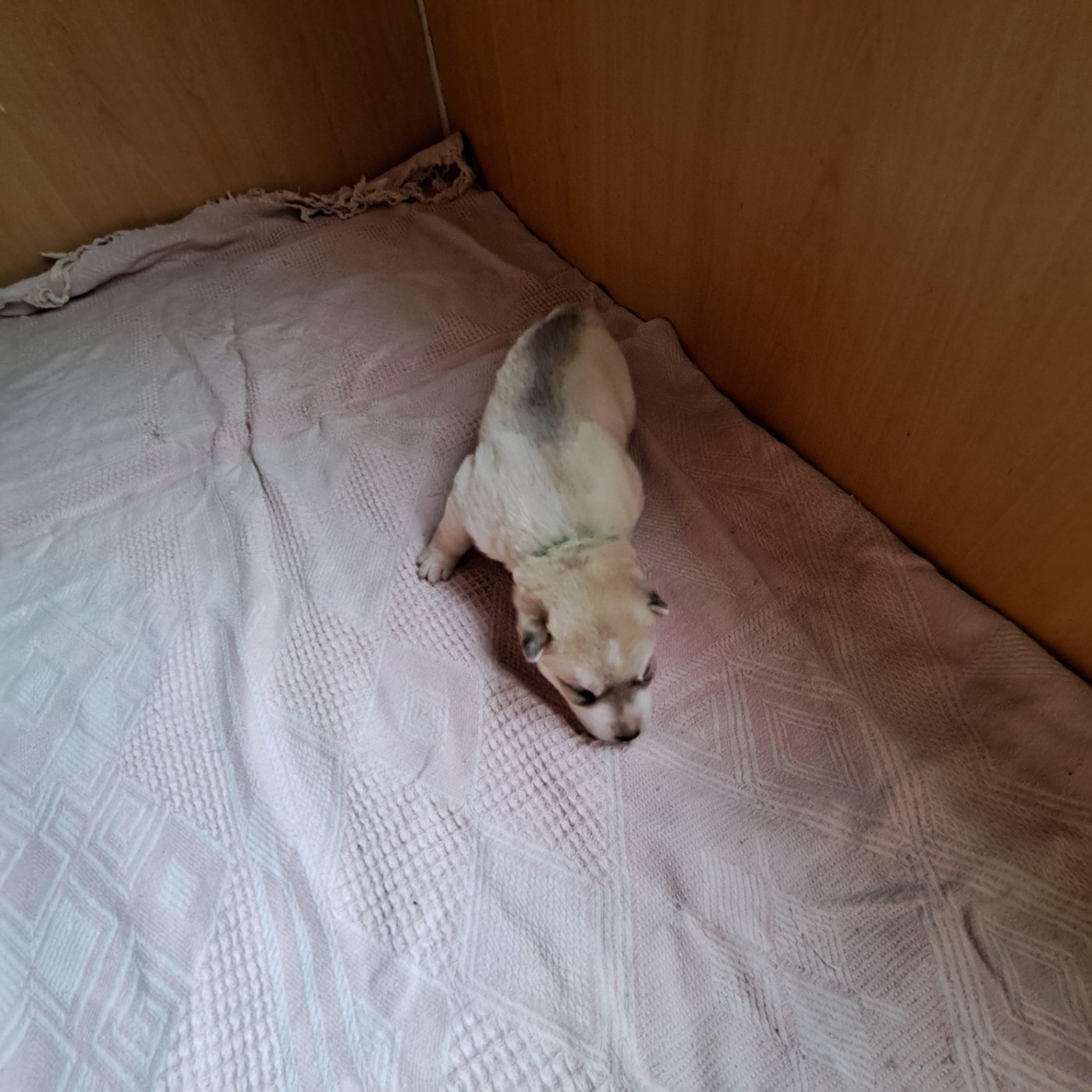 Of Wolves Children Of The Moon - Chiots disponibles - Siberian Husky