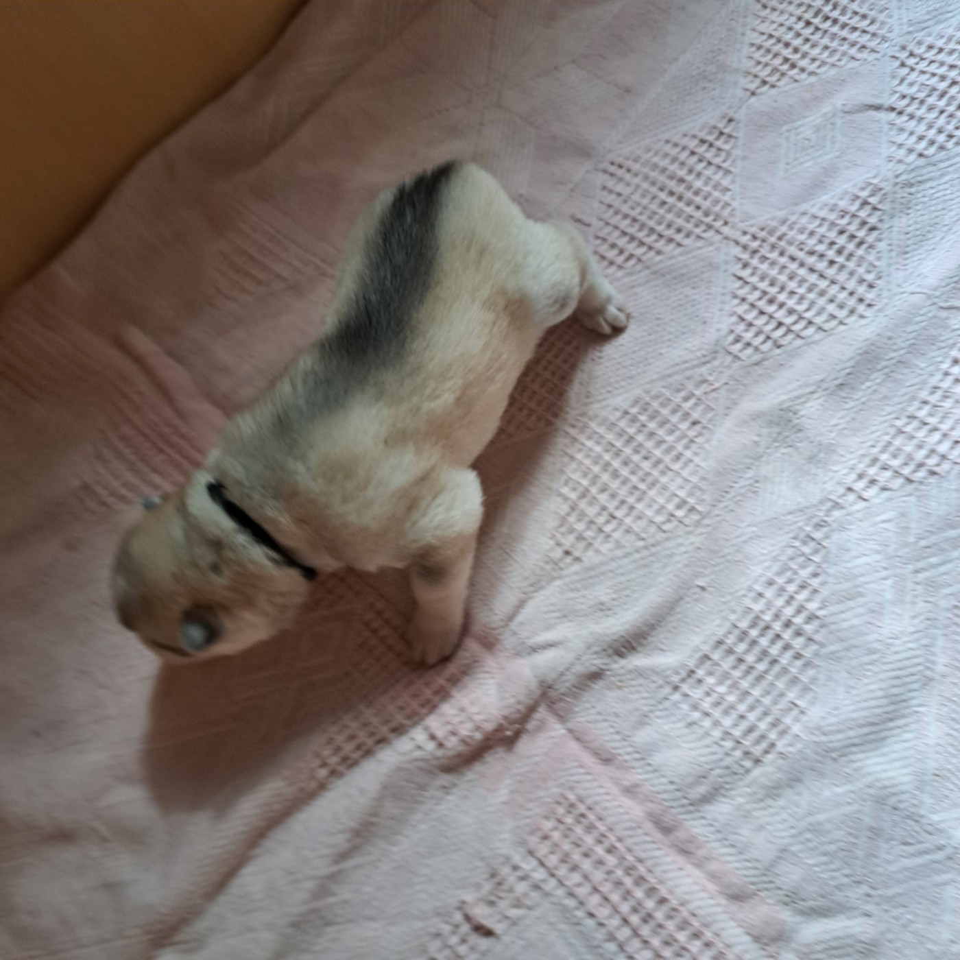 Of Wolves Children Of The Moon - Chiots disponibles - Siberian Husky