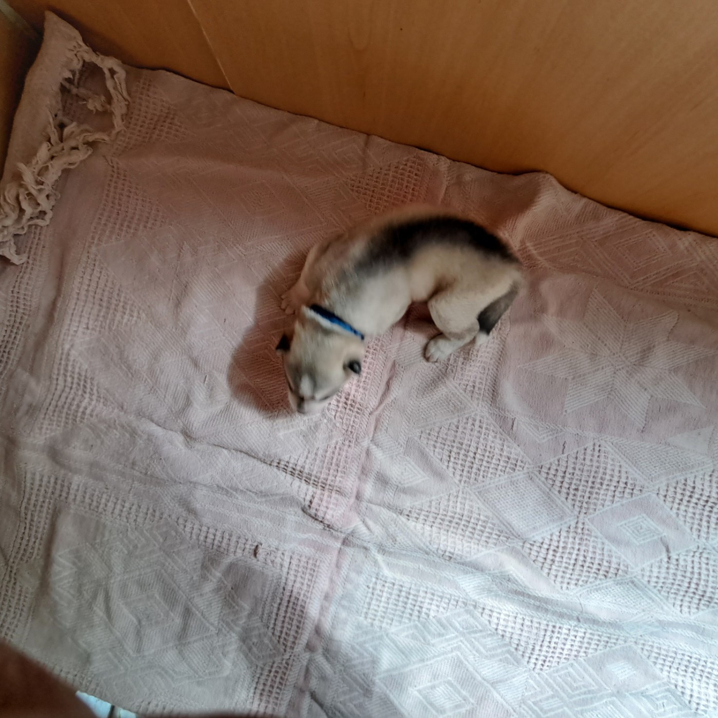 Of Wolves Children Of The Moon - Chiots disponibles - Siberian Husky