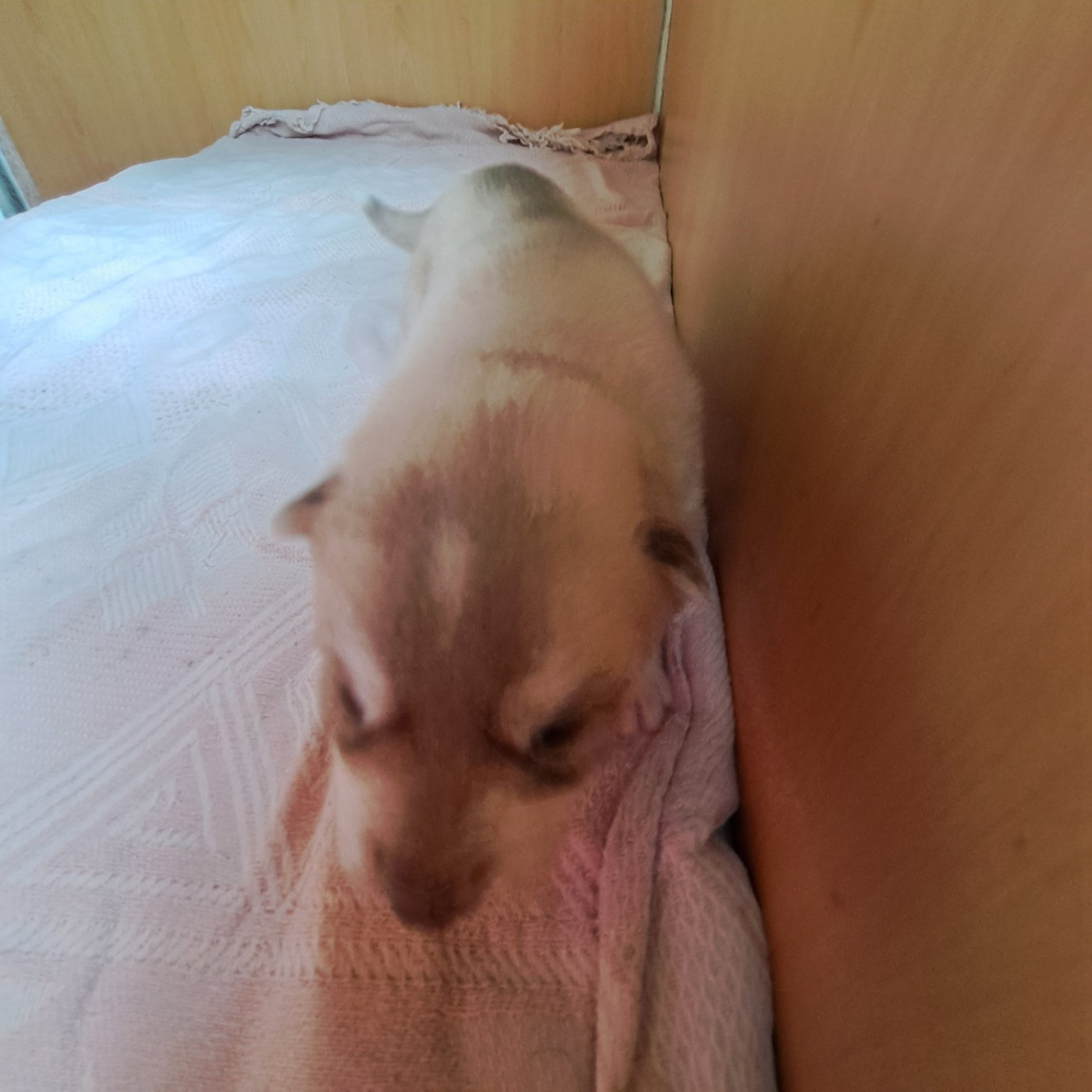 Of Wolves Children Of The Moon - Chiots disponibles - Siberian Husky