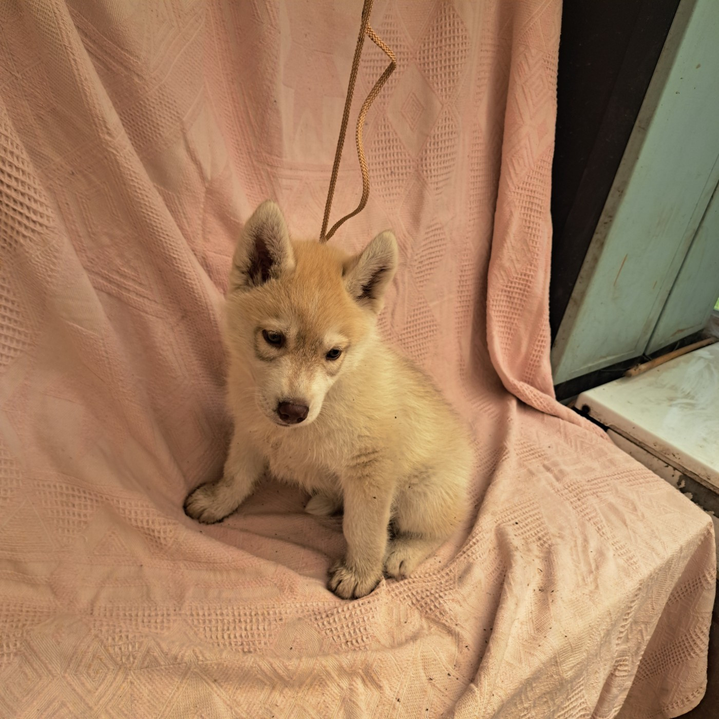 Of Wolves Children Of The Moon - Chiots disponibles - Siberian Husky