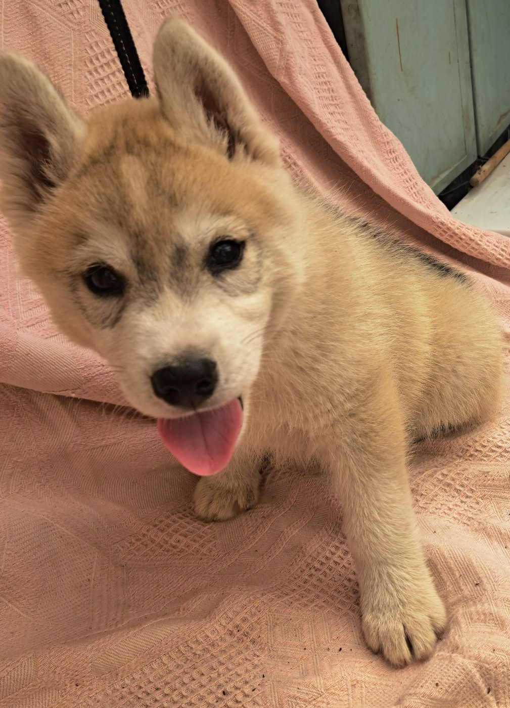 Of Wolves Children Of The Moon - Chiots disponibles - Siberian Husky