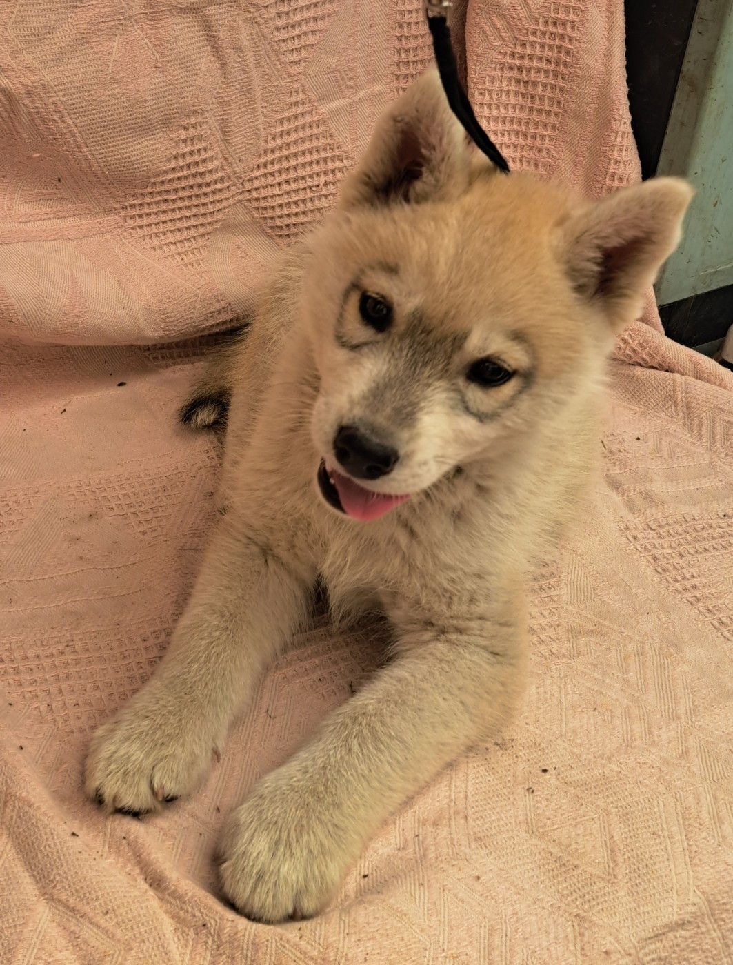Of Wolves Children Of The Moon - Chiots disponibles - Siberian Husky