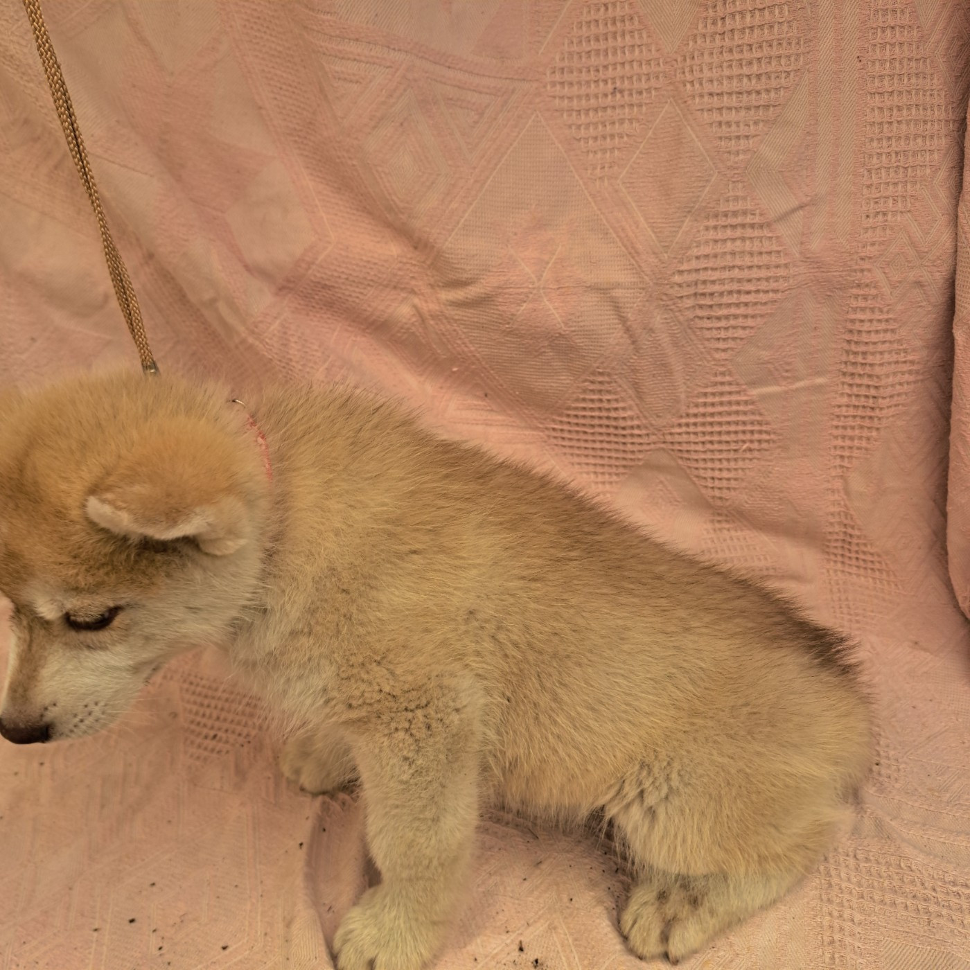 Of Wolves Children Of The Moon - Chiots disponibles - Siberian Husky