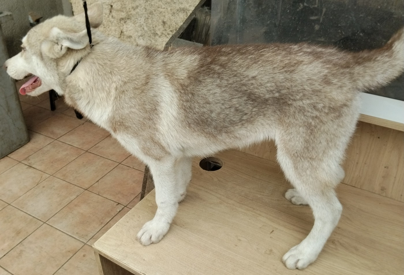 Of Wolves Children Of The Moon - Chiots disponibles - Siberian Husky