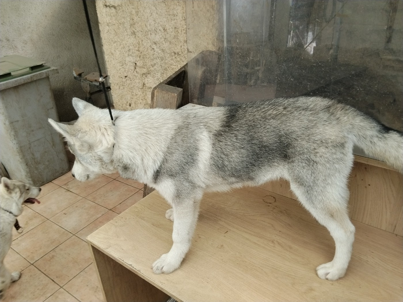 Of Wolves Children Of The Moon - Chiots disponibles - Siberian Husky