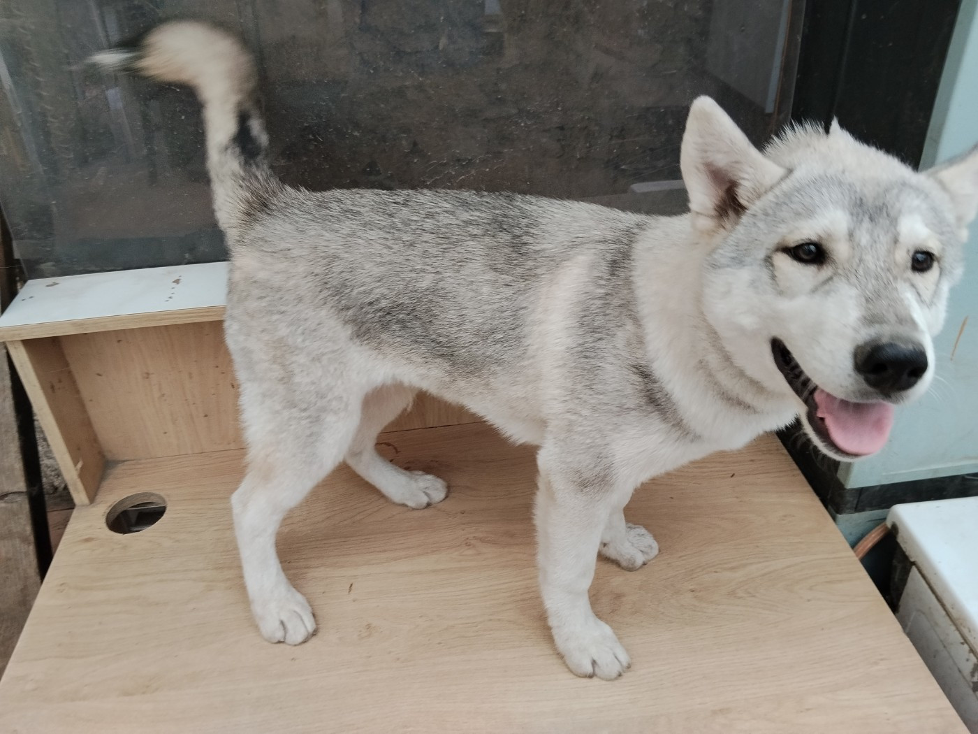 Of Wolves Children Of The Moon - Chiots disponibles - Siberian Husky
