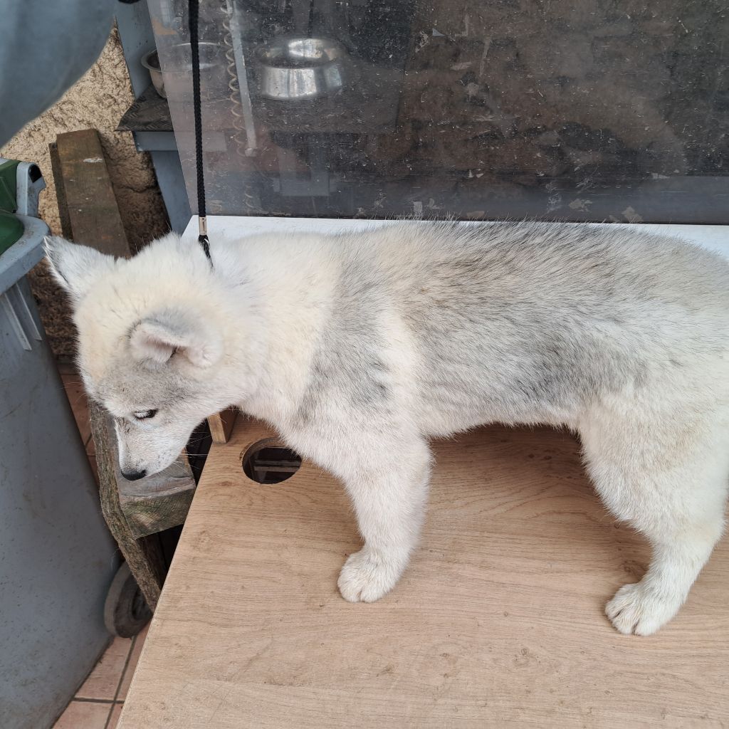 Of Wolves Children Of The Moon - Chiots disponibles - Siberian Husky