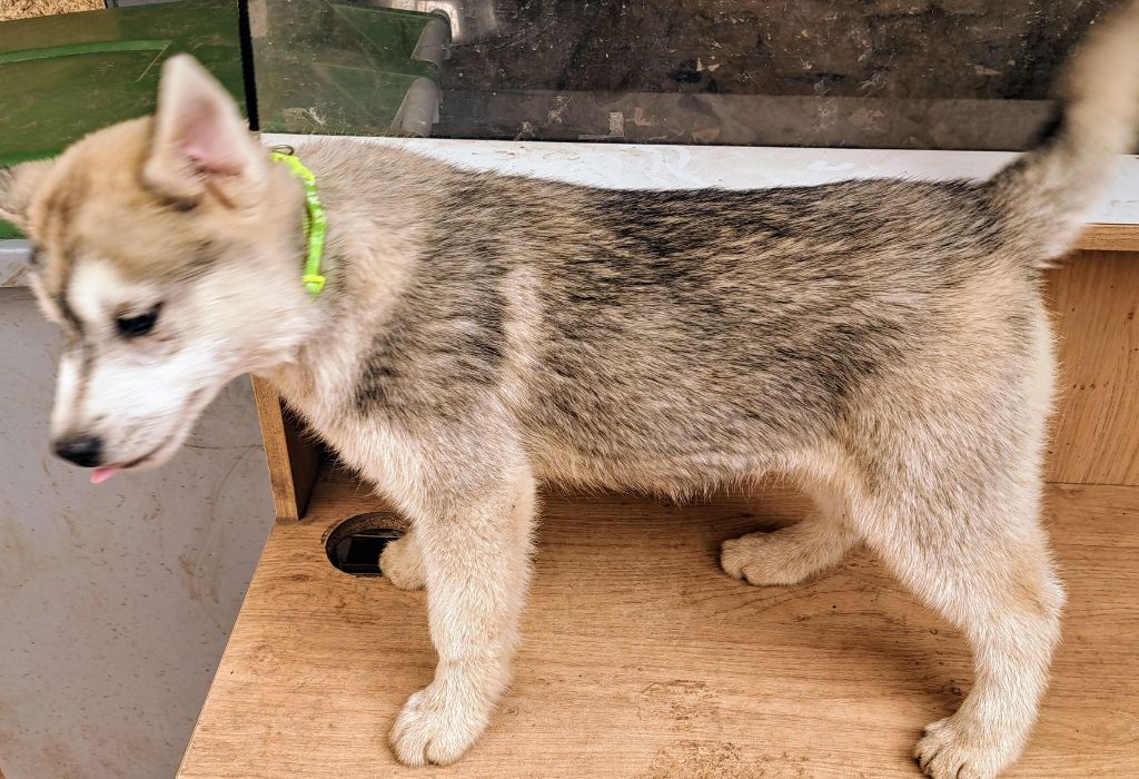 Of Wolves Children Of The Moon - Chiots disponibles - Siberian Husky