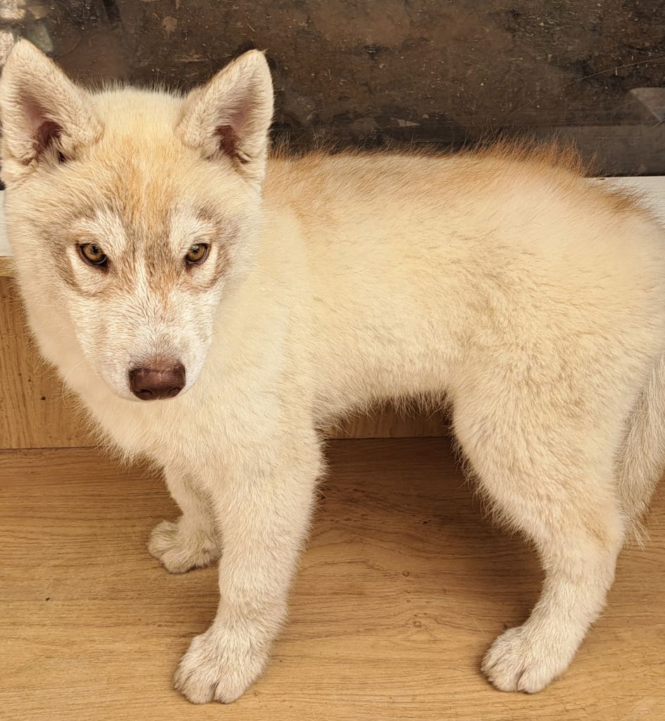 Of Wolves Children Of The Moon - Chiots disponibles - Siberian Husky
