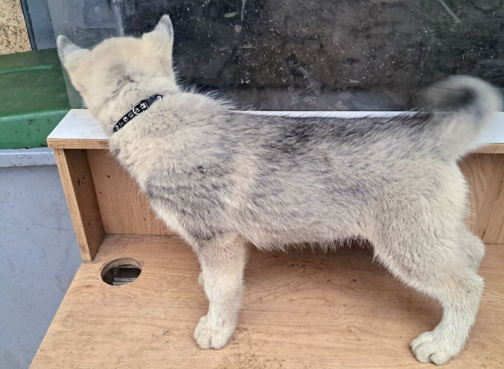 Of Wolves Children Of The Moon - Chiots disponibles - Siberian Husky