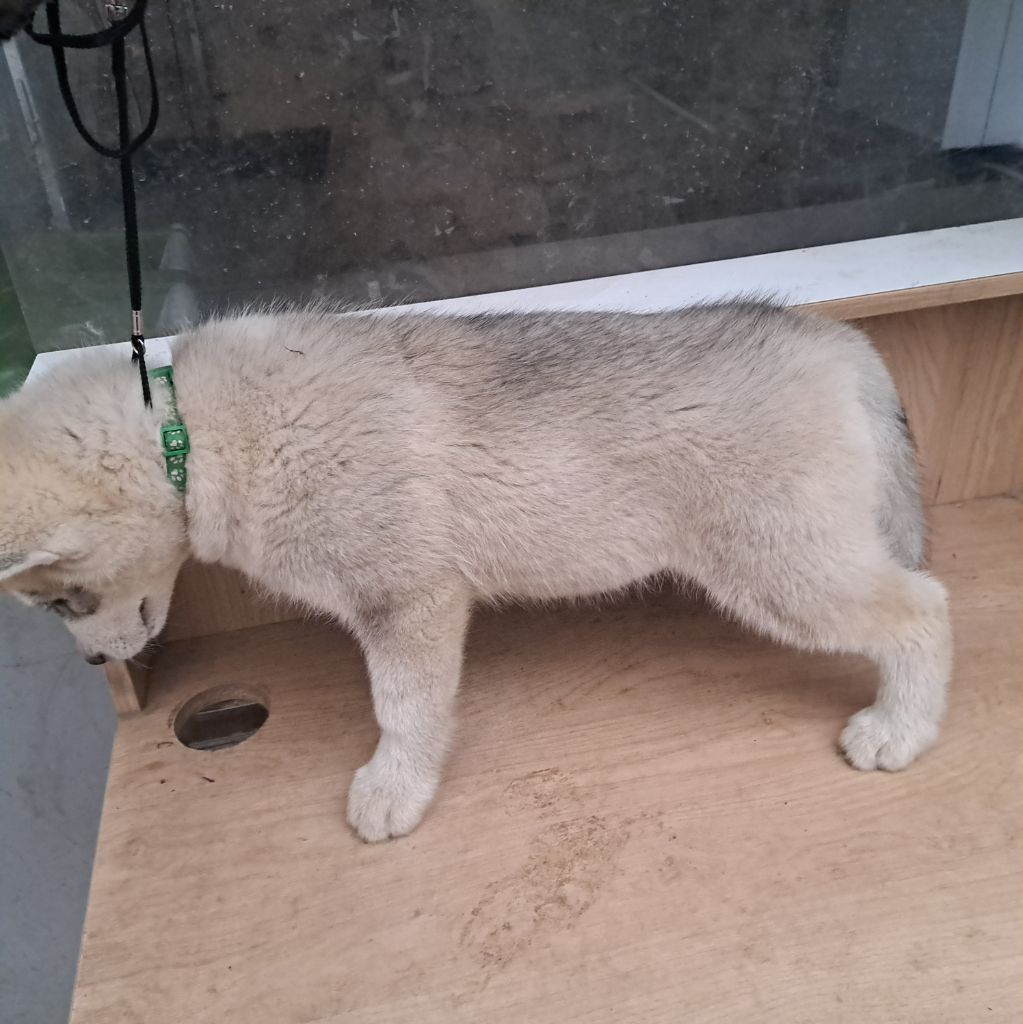 Of Wolves Children Of The Moon - Chiots disponibles - Siberian Husky