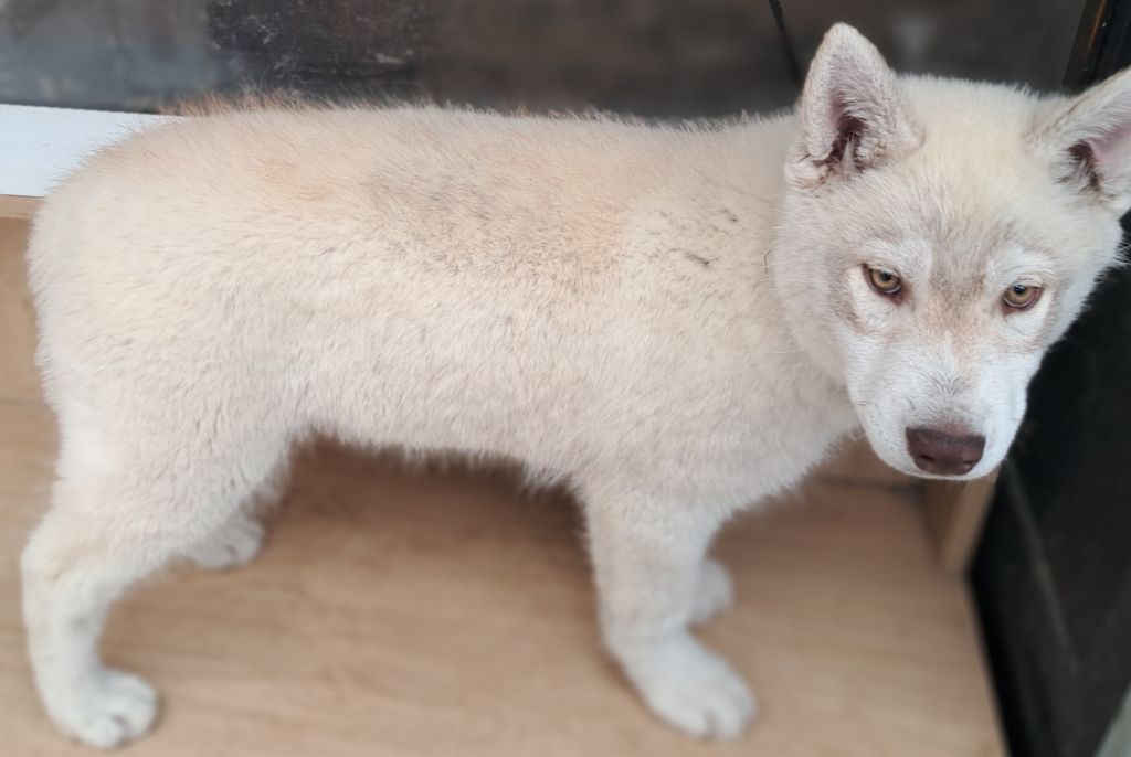 Of Wolves Children Of The Moon - Chiots disponibles - Siberian Husky