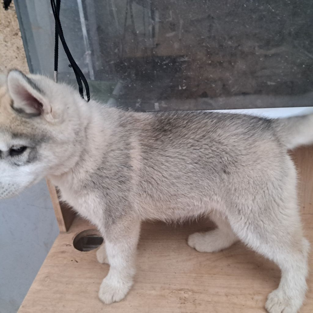 Of Wolves Children Of The Moon - Chiots disponibles - Siberian Husky